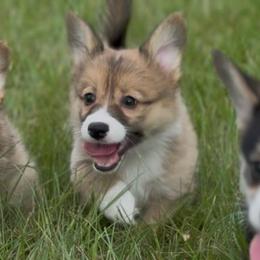 AKC Sable  FLUFFY Triple clear - Sable male Pembroke Welsh Corgi puppy in Summerfield, Florida from Promise Land Farm