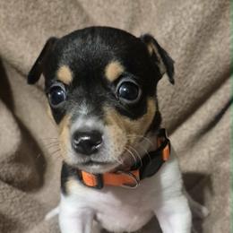 Amber - White and black female Teddy Roosevelt Terrier puppy in Murray, Kentucky from Froschwald German Shepherds and Xanadu Teddy Roosevelt Terriers