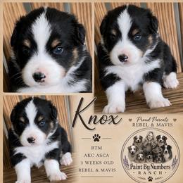 Knox - Black tri-color male Australian Shepherd puppy in Magee, Mississippi from Paint ByNumbers Ranch