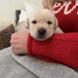 Boy 3 - Labrador Retriever puppy from Hatch Labradors