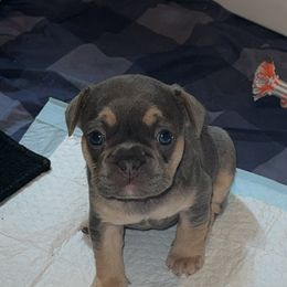 French Bulldog and Olde English Bulldogge Puppies from Uptop bulls kennel