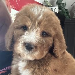 Bernedoodle and Goldendoodle Puppies from Pecks Oodle Doodles