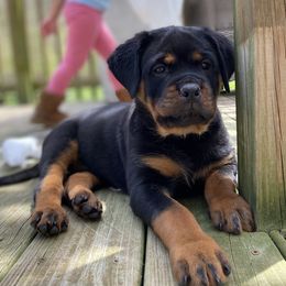 Rottweilers from Von Steinhausen Rottweilers