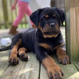 Rottweilers from Von Steinhausen Rottweilers