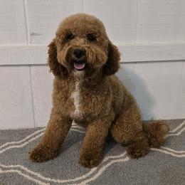 Aspen - Goldendoodle