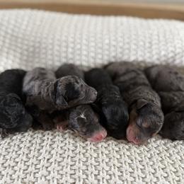 Male No. 2 Phantom - Phantom male Bernedoodle puppy in Modesto, California from Central Valley Canine Companions