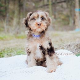 Lavender girl - Merle female Cockapoo puppy in Missoula, Montana from Big Sky Cockapoos