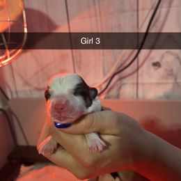 Girl 3 - Red Pembroke Welsh Corgi puppy in Binghamton Area, New York from JFF Scenic Woodrows Winnie