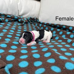 Double Doodle Puppies from Kirkham Doods