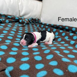 Double Doodle Puppies from Kirkham Doods