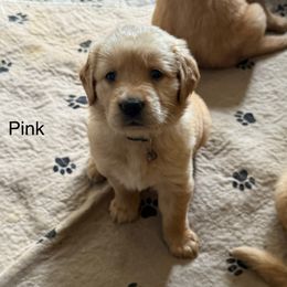 Pink - Golden female Golden Retriever puppy in Indianapolis, Indiana from ZuGolden Retrievers & Doodles