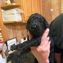 Elijah - Black male Goldendoodle puppy in Petersburg, West Virginia from Wv Diva Doodles