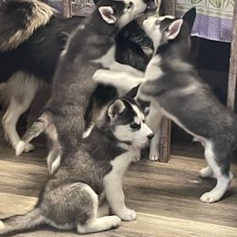 Siberian Husky Puppies from McDonald's Homegrown Huskies