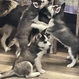 Siberian Husky Puppies from McDonald's Homegrown Huskies