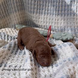 Raspberry - Red  female Goldendoodle puppy in Phelan, California from High Desert Doodles - the original