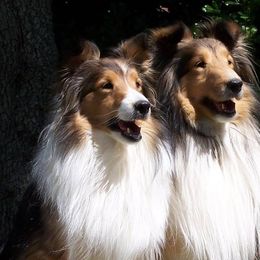 Shetland Sheepdogs from LonePeak Shelties