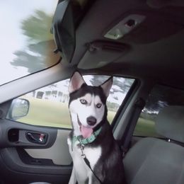 Cora - Siberian Husky