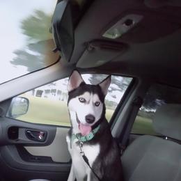 Cora - Siberian Husky