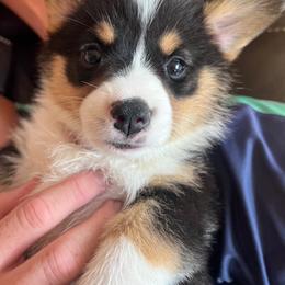 Girl 1 - female Pembroke Welsh Corgi puppy in Live Oak, Florida from May Bees Farms