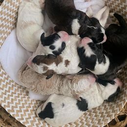 Sheepadoodle Puppies from Sheepy Doods