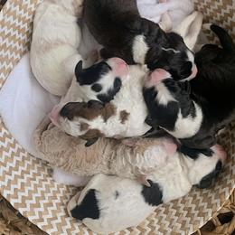 Sheepadoodle Puppies from Sheepy Doods
