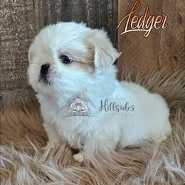 Ledger - White male Shih Tzu puppy in Sanger, California from Hillsides Shih-Tzu
