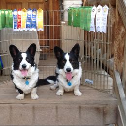 Cardigan Welsh Corgi All Grown Up from Wingsong