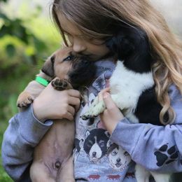 Boerboel Puppies from Northland Boerboels