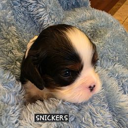 SNICKERS - Tri-color male Cavalier King Charles Spaniel puppy in Lehi, Utah from Angels and Nobility Cavaliers