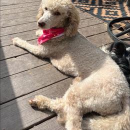 Dolly - Goldendoodle