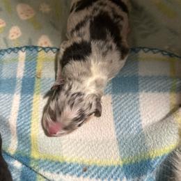 Puppy 1 - Blue merle male Australian Shepherd puppy in Muncie, Indiana from Gemfire Australian Shepherds