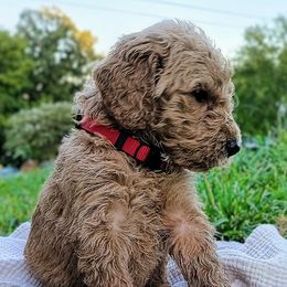 Goldendoodle Puppies from Alicia Re