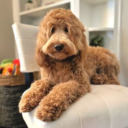 Olive - Goldendoodle