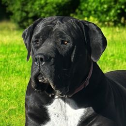 Ome - Boerboel