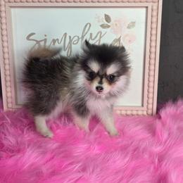 GRAY TEACUP POMSKY GIRL - Gray and white female Pomsky puppy in Austin, Colorado from Colorado Mini Dachshunds & Mini Pomskies