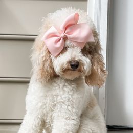 Angel - Goldendoodle