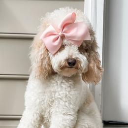 Angel - Goldendoodle