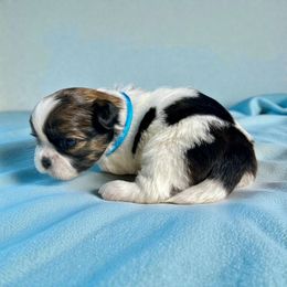 AKC-Flash - Tricolor male Shih Tzu puppy in Mooresville, North Carolina from Juji Shih Tzu