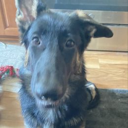 Purple collar - Black and tan female German Shepherd puppy in Vernon, Connecticut from Bartlett's German Shepherds