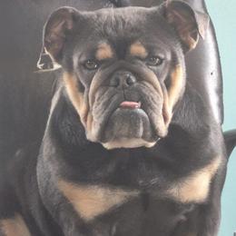 Scarlett - Bulldog