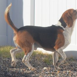 Beagle and Labrador Retriever All Grown Up from Badland Kennel