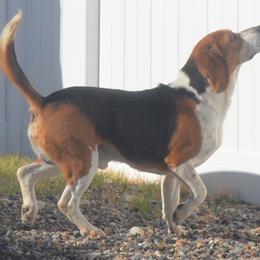 Beagle and Labrador Retriever All Grown Up from Badland Kennel