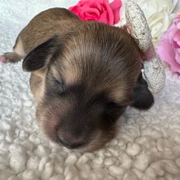 Sparkler - Cream female Dachshund puppy in Ontario, Oregon from Get A Long Little Doggie