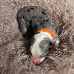 Quartz - Blue merle male Aussiedoodle puppy in Kensington, Ohio from Hickory Hideaway Doodles