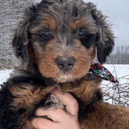 Frankie - Blue merle male Bordoodle puppy in Canfield, Ohio from Poo's Doo's & Inu's