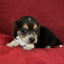 Pocket Beagle Lucy - Black tan and white female Beagle puppy in Gentry, Arkansas from HC Puppy Ranch