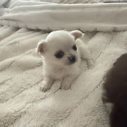 Chihuahua Puppies from Dreamy Divine Chihuahuas