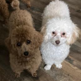 Poodles from House of  Red Toy Poodles