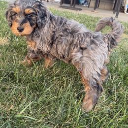 Bernedoodle Puppies from Rebecca Vandersluis