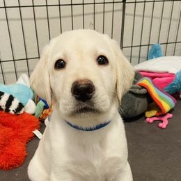 Labrador Retriever Puppies from Moca's Labradors